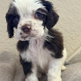 Cocker Spaniel puppies from SoCal Cocker Spaniels