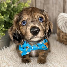 Star 3000 - Dapple male Dachshund puppy in Leesburg, Florida from Mini Doxie Mischief Makers