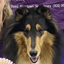 Beckham - Collie