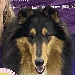 Beckham - Collie