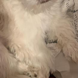 Shih Tzus from Poppy’s Shih Tzu Palace