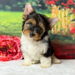 Oliver 2400 - Black tan and white male Biewer Terrier puppy in Douglas, Georgia from South Georgia Yorkies and Biewers