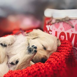 Golden Retriever Puppies from Great Lakes Golden Retreivers