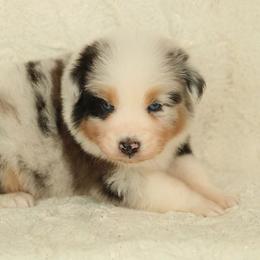 Psalms - Blue merle male Australian Shepherd puppy in Leavenworth, Kansas from Silverbrook Australian Shepherds