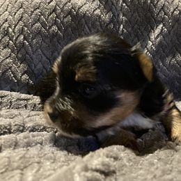 Assorted Doodle Crosses, Double Doodle, Maltipoo, Morkie, and Yorkipoo Puppies from Danza Bolo