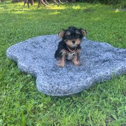 Isabella - Black and tan female Yorkshire Terrier puppy in Bonita Springs, Florida from 🤎 Dreaming Puppies 🐶