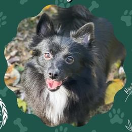 Onyx - Pomeranian