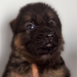 Gold - Black and red male German Shepherd puppy in Davie, Florida from Vom Broward Haus