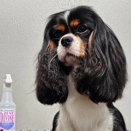 Cavalier King Charles Spaniel puppies from Kalon Cavaliers