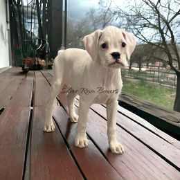 PINK Girl 2 - White Boxer puppy in Lafayette, Tennessee from Silver Rain