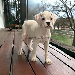 PINK Girl 2 - White Boxer puppy in Lafayette, Tennessee from Silver Rain