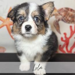 Tiffany Gemstone - Black and tan female American Corgi puppy in Greenwood, Indiana from Witch Creek Corgis