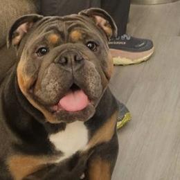 Bulldogs and French Bulldogs from costal kennels