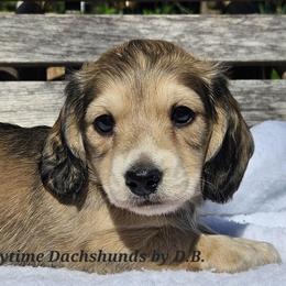 Karl - Cream male Dachshund puppy in Ben Wheeler, Texas from Anytime Dachshunds by D.B.