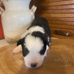 Audrey - Black and white female Border Collie puppy in Lakeview, Michigan from Haven Creek Farm