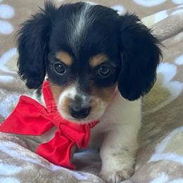 Girl 3 - Piebald female Dachshund puppy in Choccolocco, Alabama from Ace’s Doxies