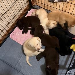 Beacon - Yellow male Labrador Retriever puppy in Sweet Home, Oregon from Knotty Creek Labradors