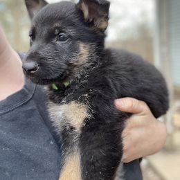 German Shepherd Puppies from Dady Shepherds