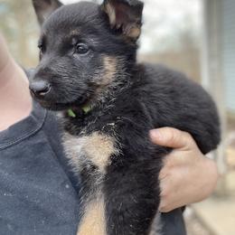 German Shepherd Puppies from Dady Shepherds