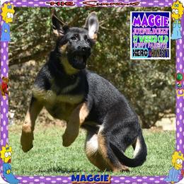 MAGGIE PURE SWEETNESS - Black and red female German Shepherd puppy in Murrieta, California from Diamond Oaks German Shepherds