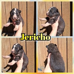 Jericho - Agouti and white male Siberian Husky puppy in West Liberty, Ohio from Skyfallsiberians