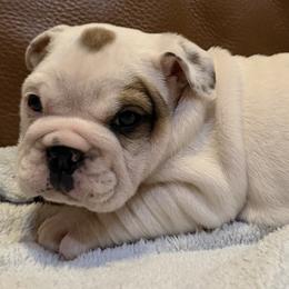 Rollie - White male Bulldog puppy in Salem, Illinois from Itsabulldogthing