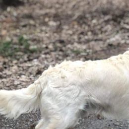 Golden Retrievers from MarGold Goldens
