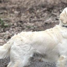 Golden Retrievers from MarGold Goldens