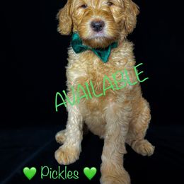 Double Doodle and Goldendoodle Puppies from Patterson Doodles