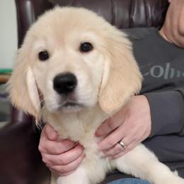 Light Pink Collar - Golden female Golden Retriever puppy in Sandy, Utah from Golden Meadows of Utah