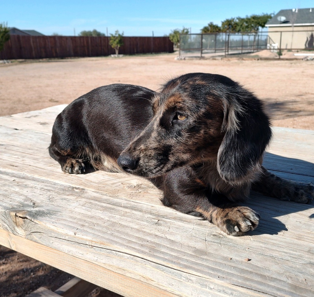 Django - Dachshund