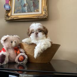 Girl 1 - Red and white female Shih Tzu puppy in Troy, Michigan from "Shihtzu Best Friend"