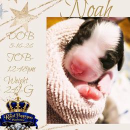 Noah - Parti male Schnoodle puppy in Demorest, Georgia from Royal Cockapoo Playhouse