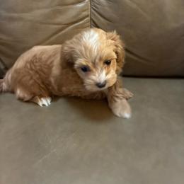 Marla - Fawn sable female Havapoo puppy in Centerville, Idaho from HopplevalleyPTA...(Puppies To Adore)