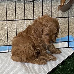 Cockapoo Puppies from Coco's Cocopuffs