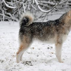 Alaskan Klee Kai from Nornir Kennels