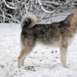 Alaskan Klee Kai from Nornir Kennels
