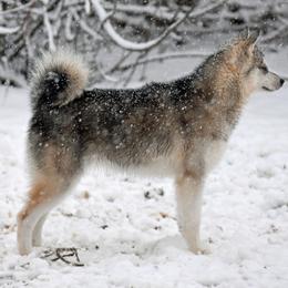 Alaskan Klee Kai from Nornir Kennels