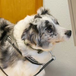 Kelly - Border Collie