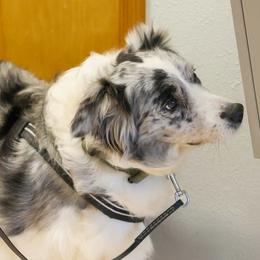 Kelly - Border Collie