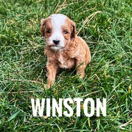 Winston - Red  male Goldendoodle puppy in Bountiful, Utah from Red Brick Doodles