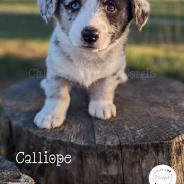 American Corgi, Cardigan Welsh Corgi, and Pembroke Welsh Corgi Puppies from Chloe's Colorful Corgis