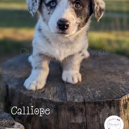 American Corgi, Cardigan Welsh Corgi, and Pembroke Welsh Corgi Puppies from Chloe's Colorful Corgis