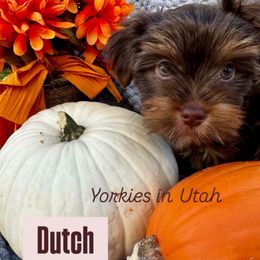 Dutch - Chocolate, tan and white male Yorkshire Terrier puppy in Syracuse, Utah from Yorkies in Utah