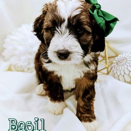 Bernedoodle and Bernese Mountain Dog Puppies from Western Skies Kennels