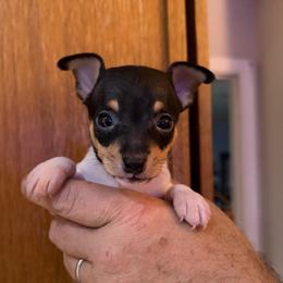 Riley Pup 2 - White black and tan male Toy Fox Terrier puppy in Clermont, Florida from Debbie Hiles's Toy Fox Terriers