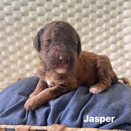 Jasper - Brown male Poodle puppy in Athens, Georgia from Alexander’s Standard Poodles