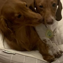 Dachshunds from Gorgeous Mini Dachshunds