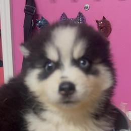 Sylvia - Black and white female Pomsky puppy in Spring Hill, Florida from PDQ Pomskies