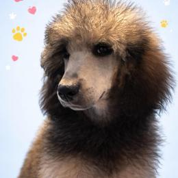 Blitzen - Sable male Poodle puppy in Grovetown, Georgia from PND Kennel